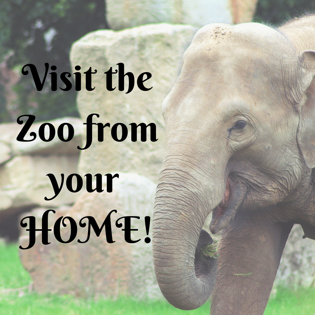 Visit the Zoo from HOME!