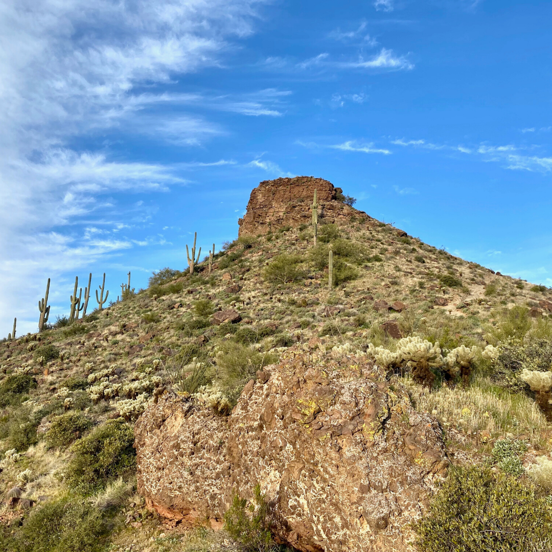 App to ID Natural World